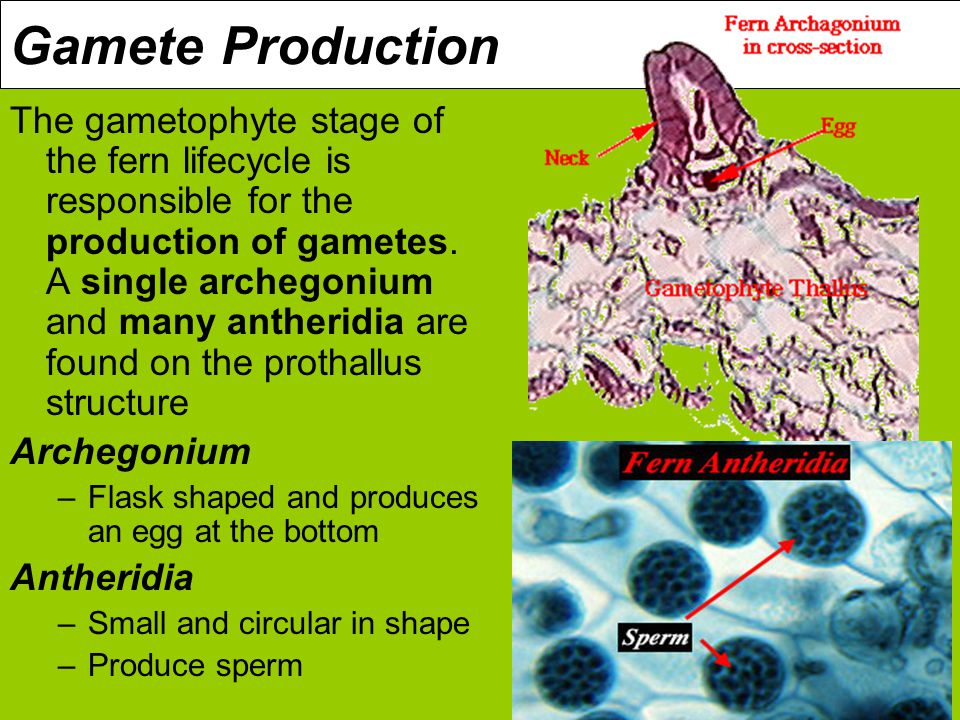 Gamete Production The gametophyte stage of the fern lifecycle is responsible for the production of gametes.