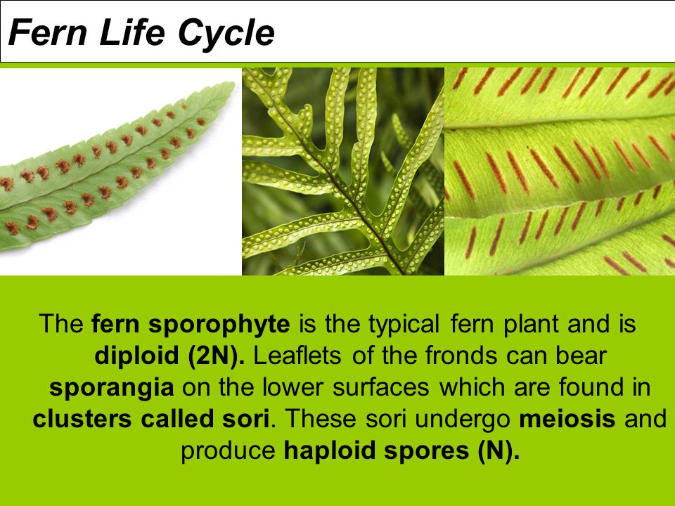 Fern Life Cycle The fern sporophyte is the typical fern plant and is diploid (2N).