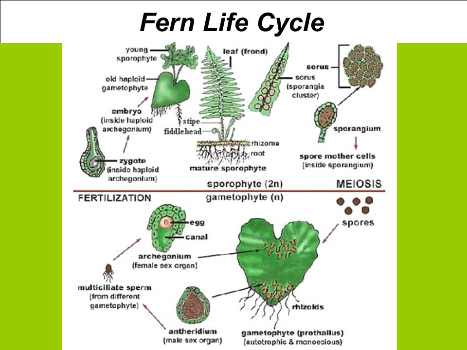 Fern Life Cycle