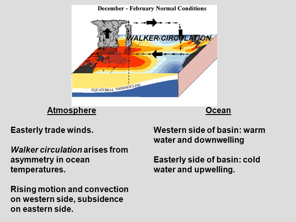 Atmosphere Easterly trade winds. Walker circulation arises from asymmetry in ocean temperatures.