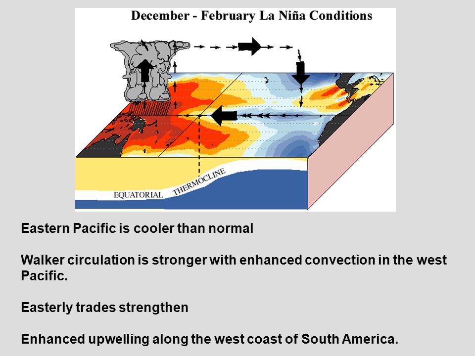 Eastern Pacific is cooler than normal Walker circulation is stronger with enhanced convection in the west Pacific.