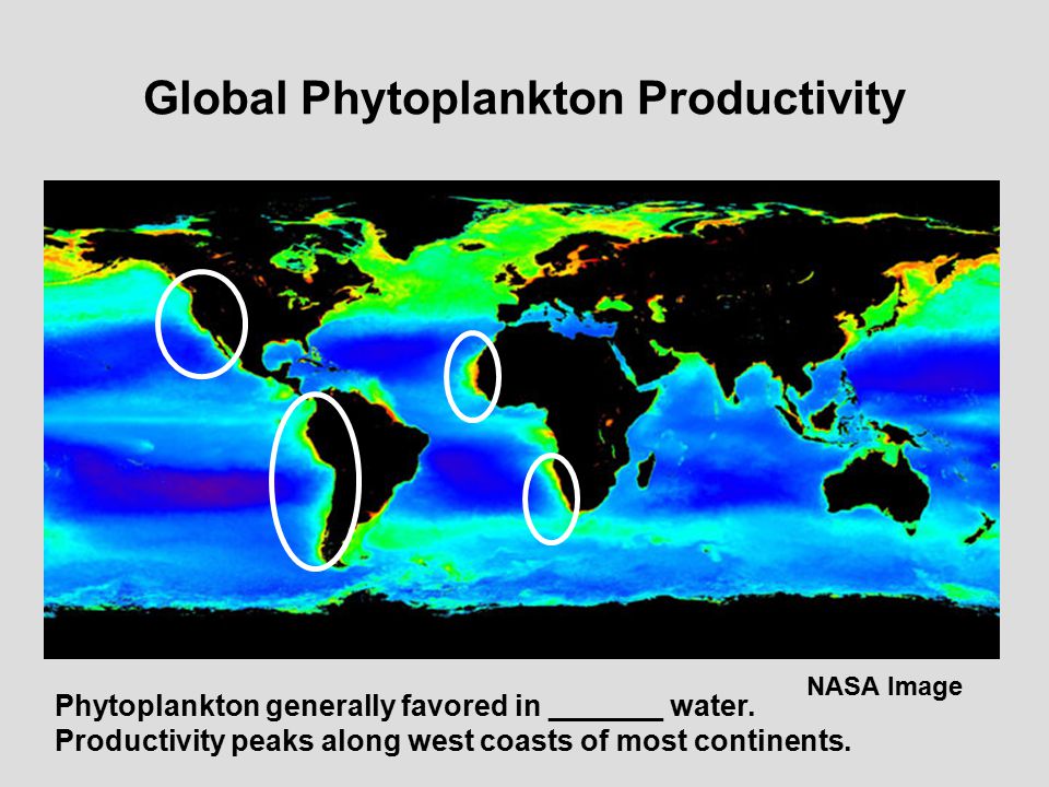Global Phytoplankton Productivity NASA Image Phytoplankton generally favored in _______ water.