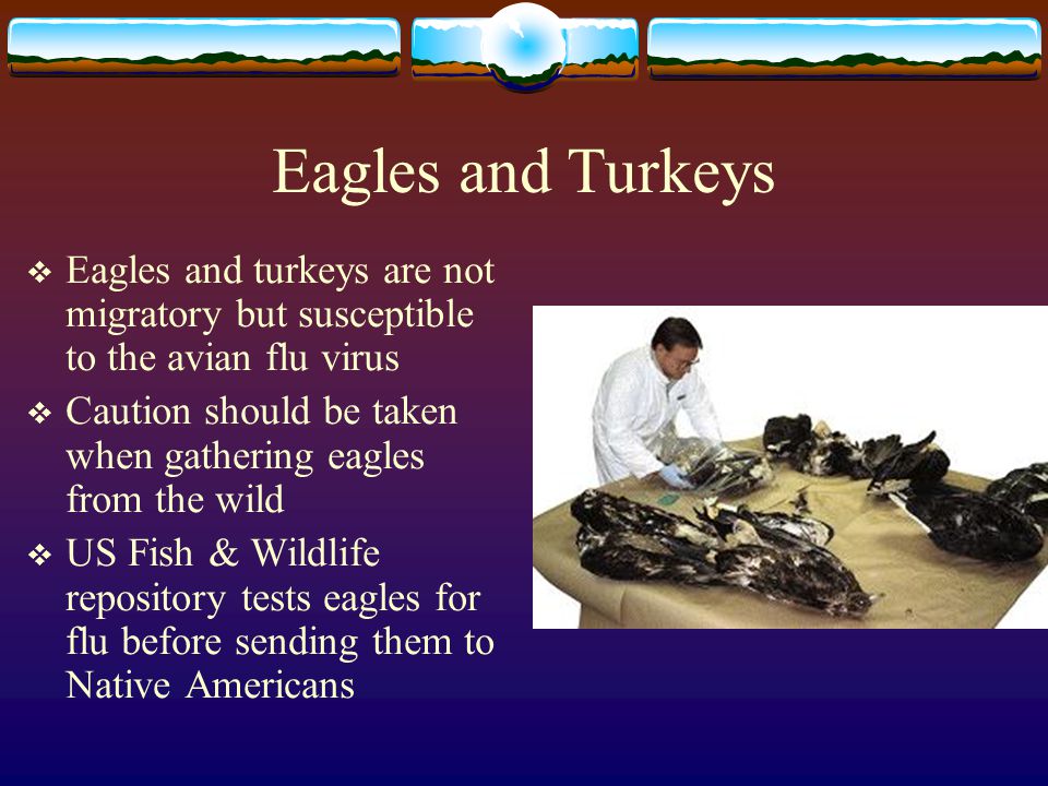 Eagles and Turkeys  Eagles and turkeys are not migratory but susceptible to the avian flu virus  Caution should be taken when gathering eagles from the wild  US Fish & Wildlife repository tests eagles for flu before sending them to Native Americans
