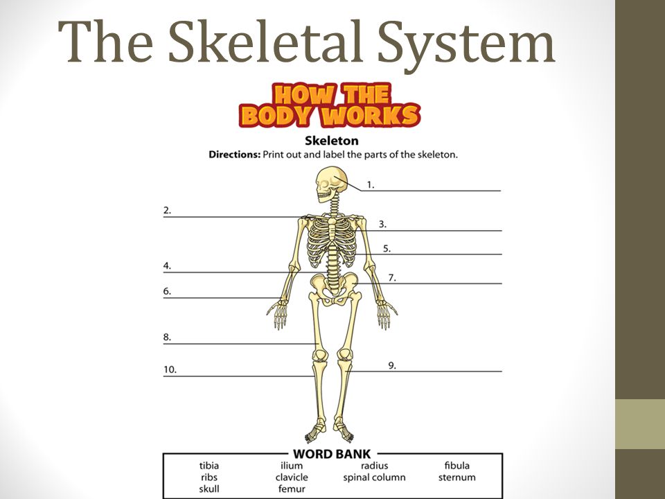 the skeletal and muscular systems the skeletal and muscular system how the body works skeleton