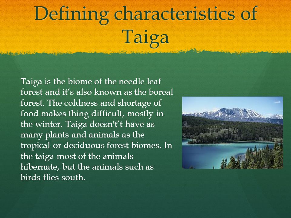 Defining characteristics of Taiga Taiga is the biome of the needle leaf forest and it’s also known as the boreal forest.