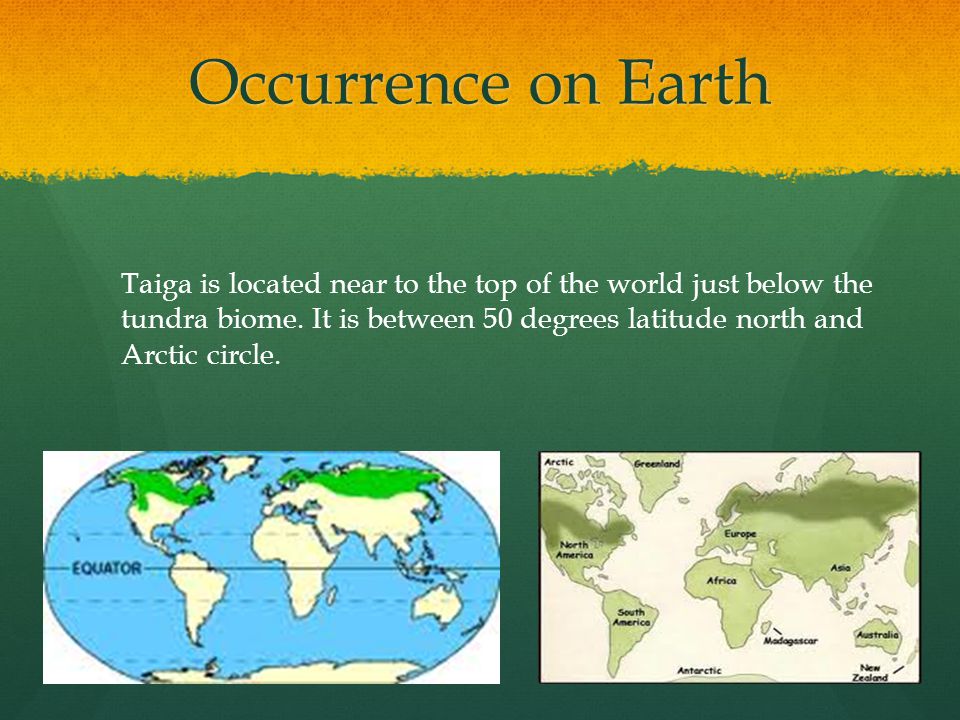 Occurrence on Earth Taiga is located near to the top of the world just below the tundra biome.