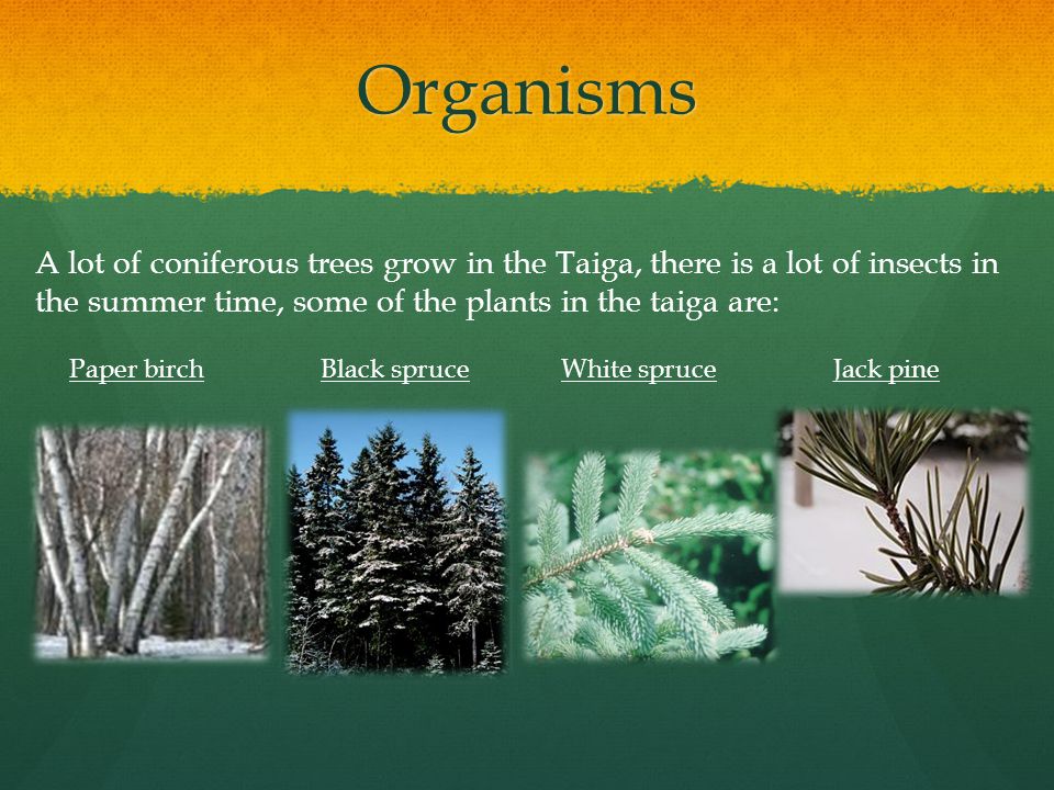Organisms A lot of coniferous trees grow in the Taiga, there is a lot of insects in the summer time, some of the plants in the taiga are: Paper birchBlack spruceWhite spruceJack pine