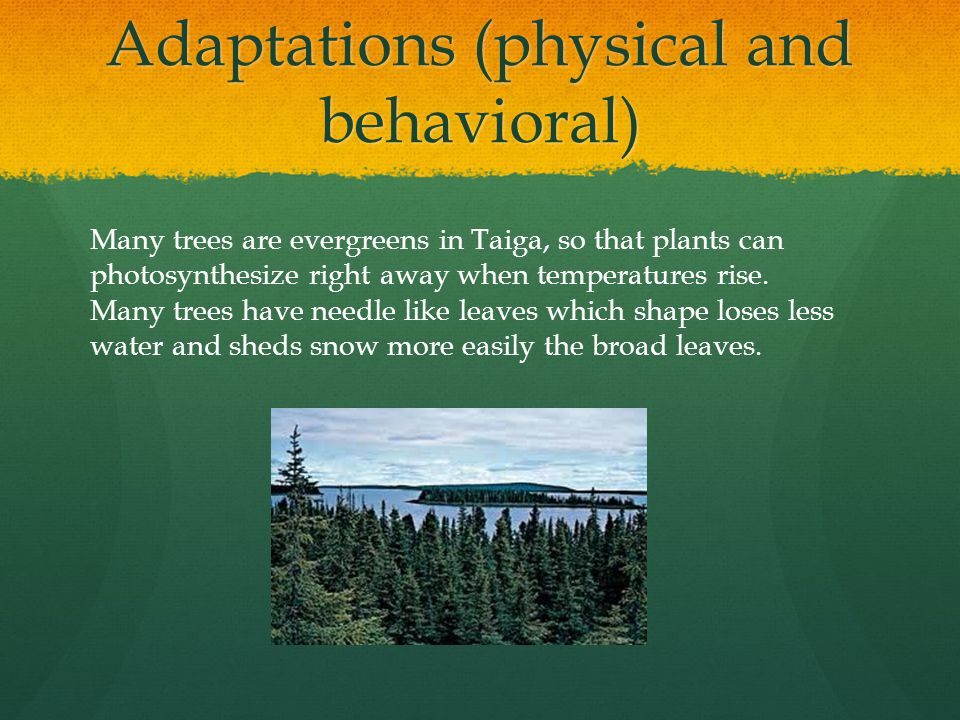 Adaptations (physical and behavioral) Many trees are evergreens in Taiga, so that plants can photosynthesize right away when temperatures rise.