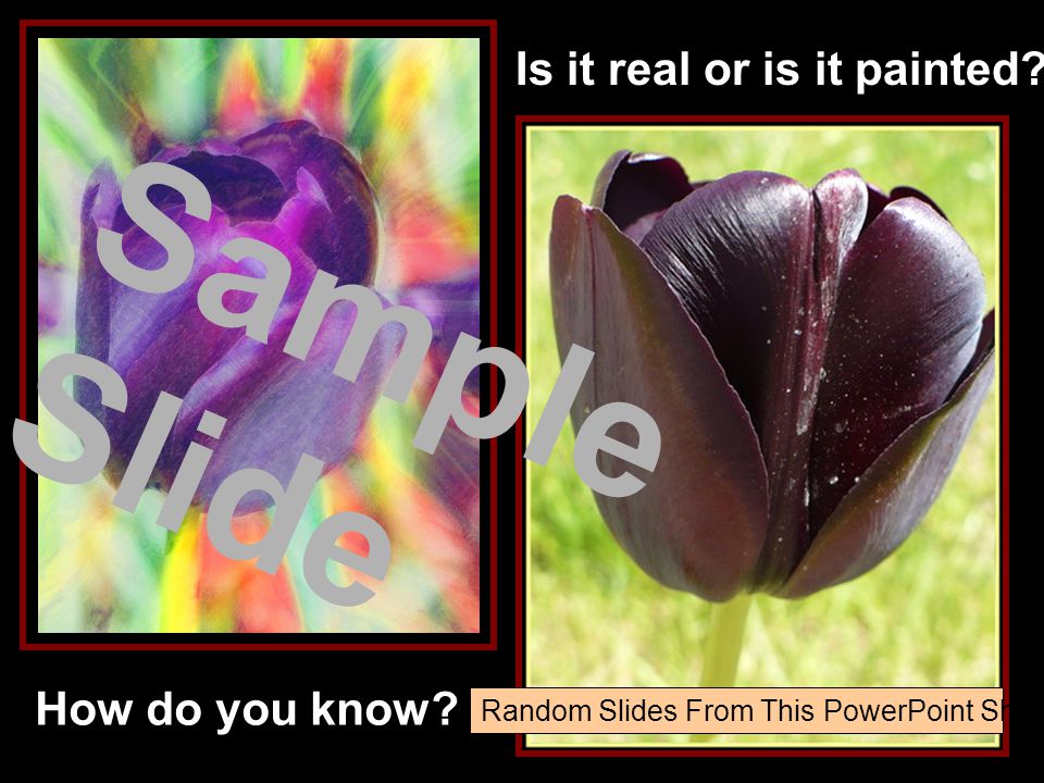 Sample Slide Random Slides From This PowerPoint Show Is it real or is it painted How do you know