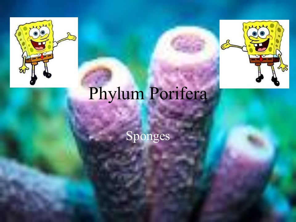 Phylum Porifera Sponges