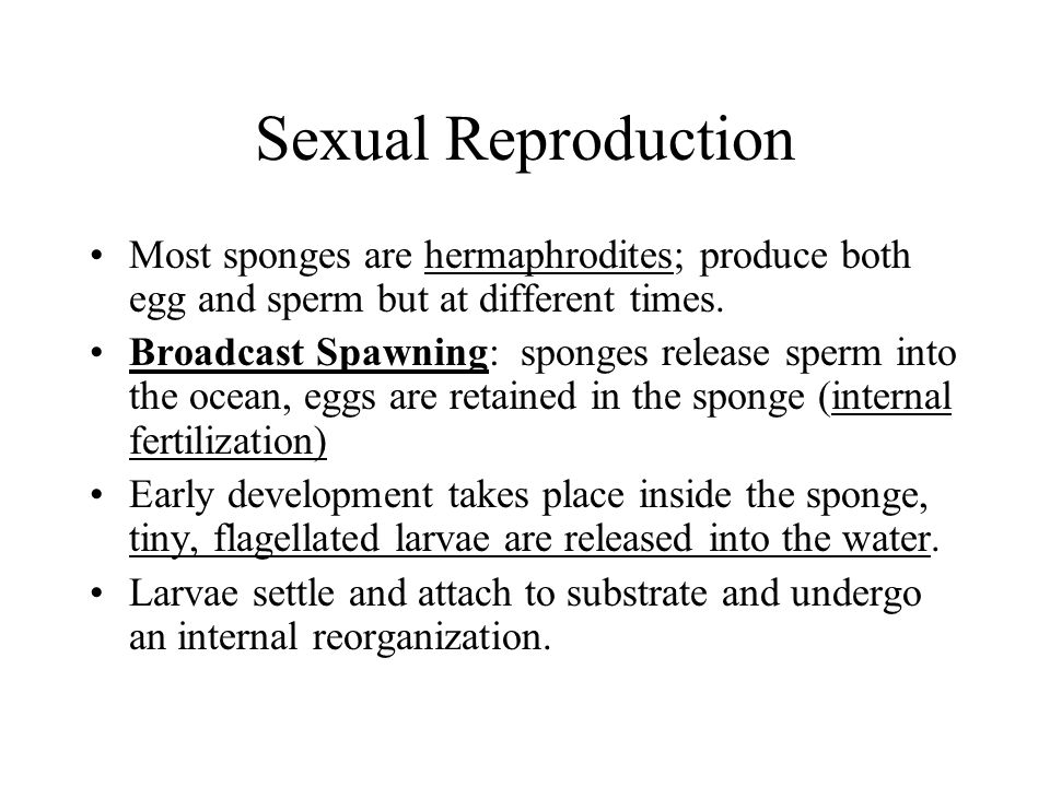 Sexual Reproduction Most sponges are hermaphrodites; produce both egg and sperm but at different times.