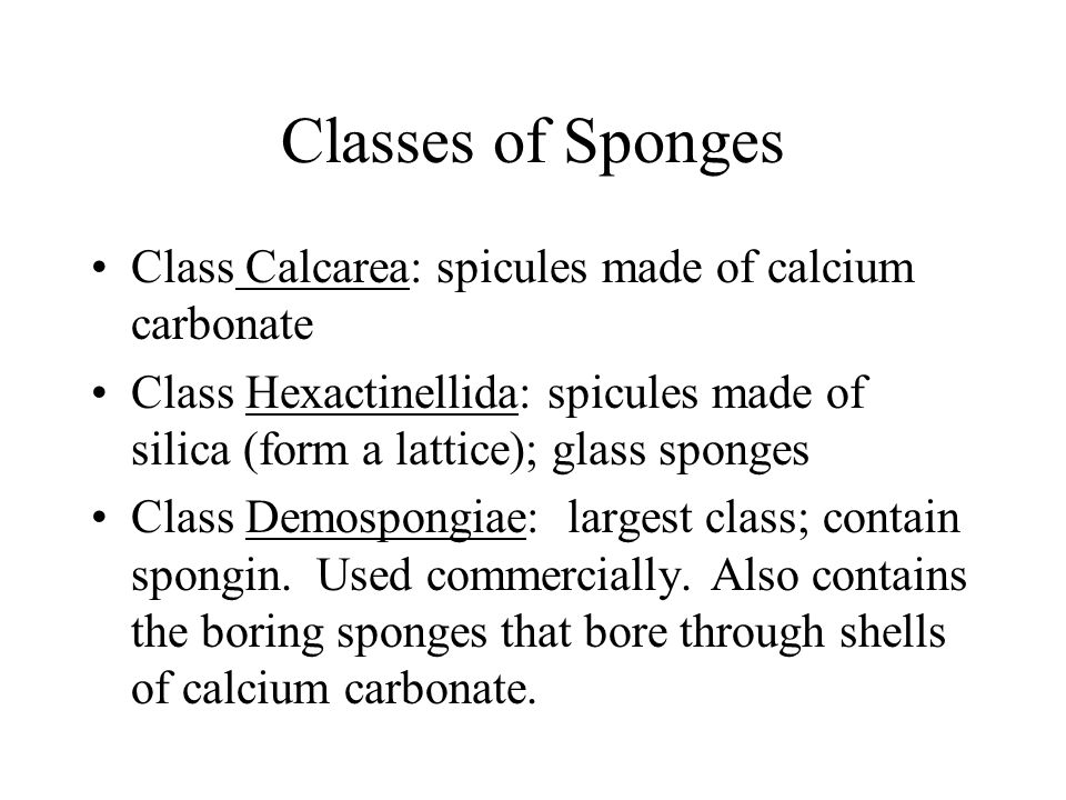 Classes of Sponges Class Calcarea: spicules made of calcium carbonate Class Hexactinellida: spicules made of silica (form a lattice); glass sponges Class Demospongiae: largest class; contain spongin.