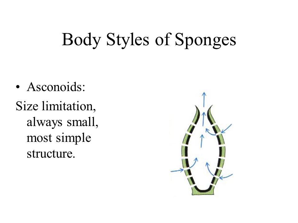 Body Styles of Sponges Asconoids: Size limitation, always small, most simple structure.