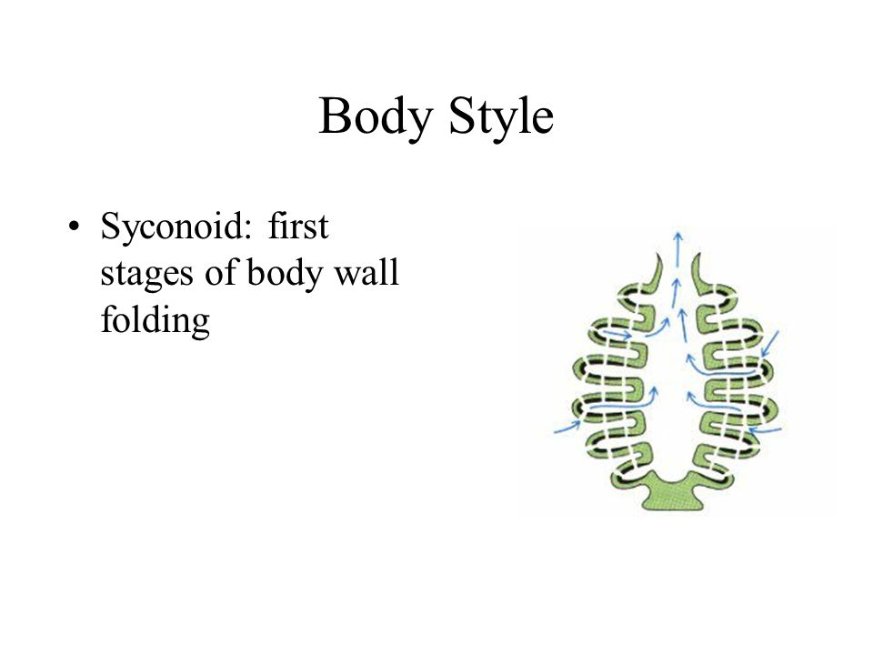 Body Style Syconoid: first stages of body wall folding
