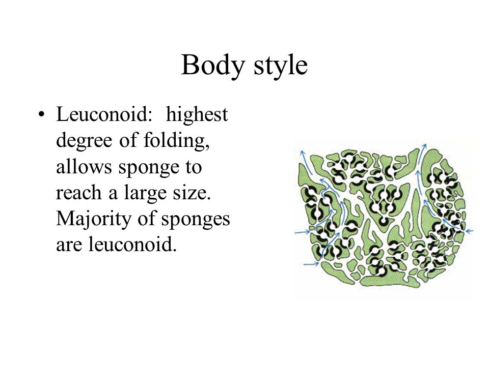 Body style Leuconoid: highest degree of folding, allows sponge to reach a large size.
