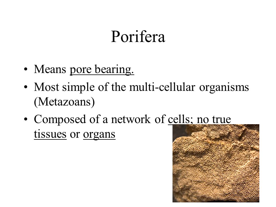 Porifera Means pore bearing.
