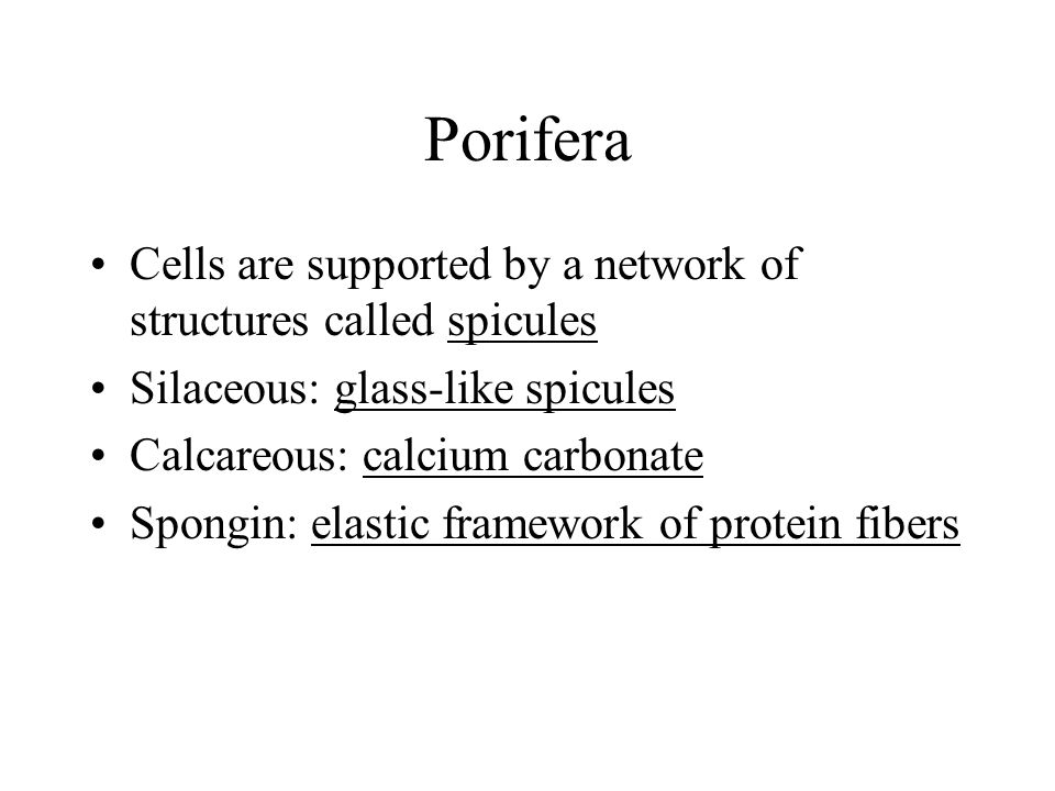 Porifera Cells are supported by a network of structures called spicules Silaceous: glass-like spicules Calcareous: calcium carbonate Spongin: elastic framework of protein fibers
