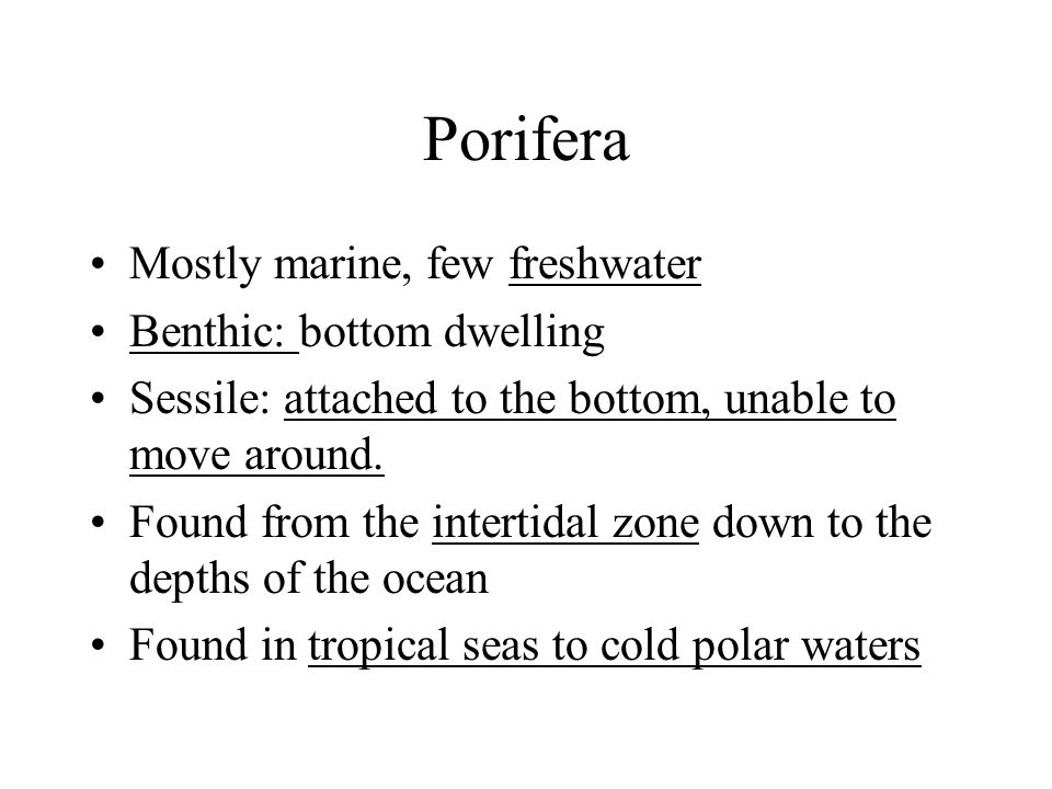 Porifera Mostly marine, few freshwater Benthic: bottom dwelling Sessile: attached to the bottom, unable to move around.