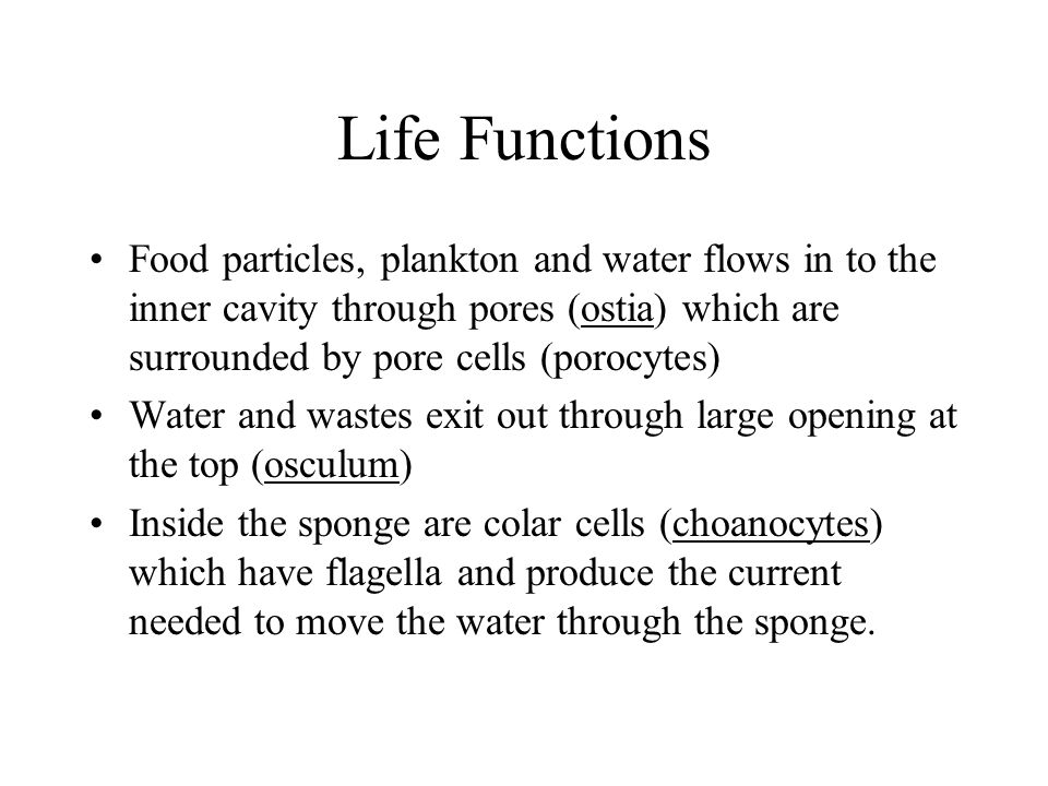 Life Functions Food particles, plankton and water flows in to the inner cavity through pores (ostia) which are surrounded by pore cells (porocytes) Water and wastes exit out through large opening at the top (osculum) Inside the sponge are colar cells (choanocytes) which have flagella and produce the current needed to move the water through the sponge.