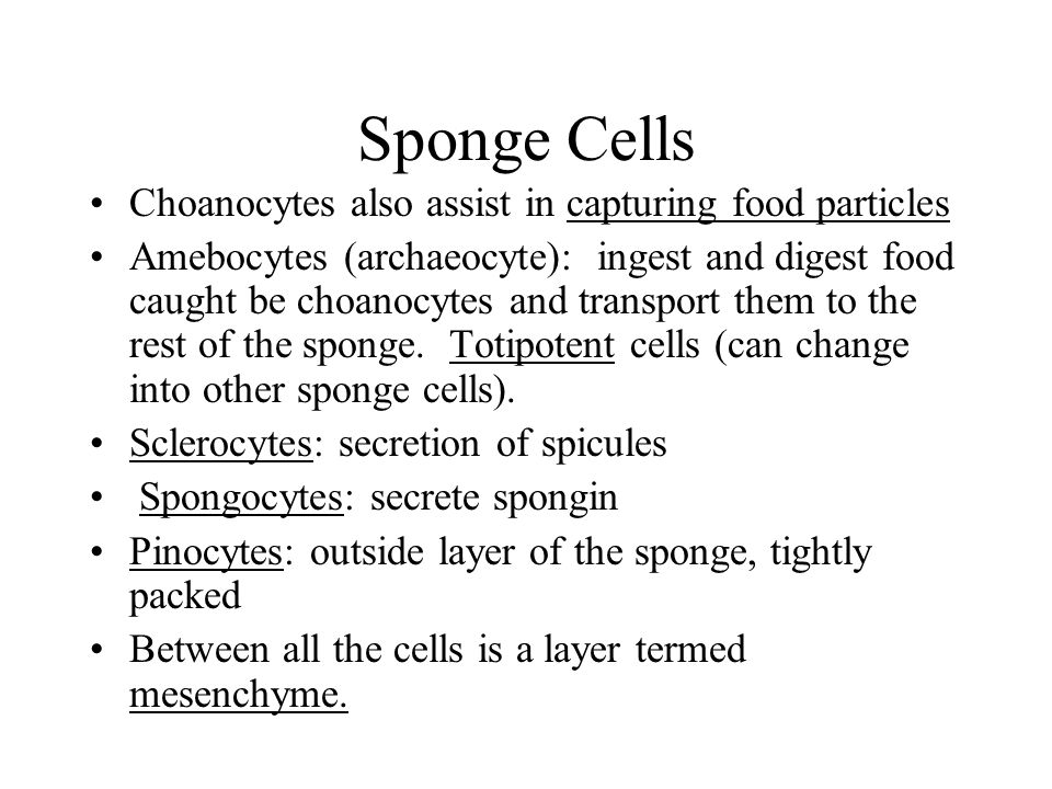 Sponge Cells Choanocytes also assist in capturing food particles Amebocytes (archaeocyte): ingest and digest food caught be choanocytes and transport them to the rest of the sponge.