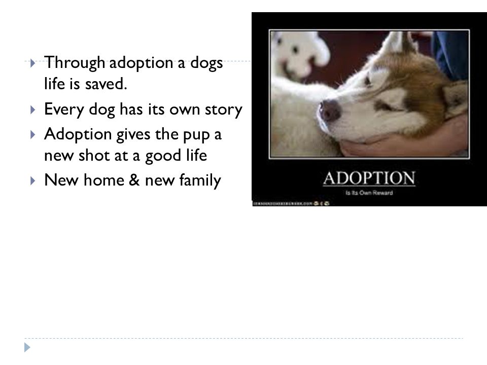  Through adoption a dogs life is saved.