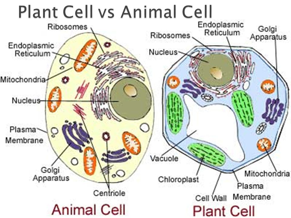 Why do animal cells not have a cell wall?
