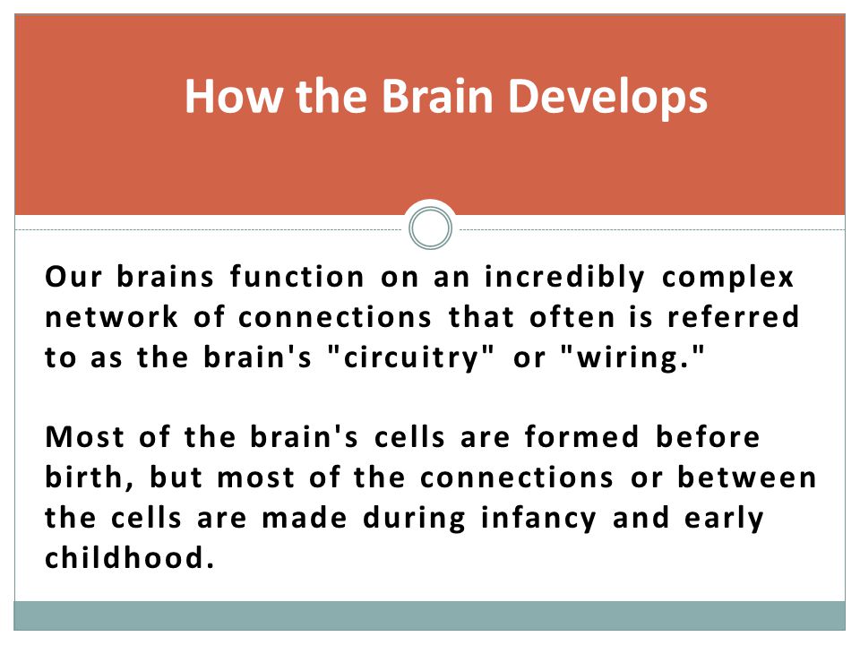 How the Brain Develops Our brains function on an incredibly complex network of connections that often is referred to as the brain s circuitry or wiring. Most of the brain s cells are formed before birth, but most of the connections or between the cells are made during infancy and early childhood.