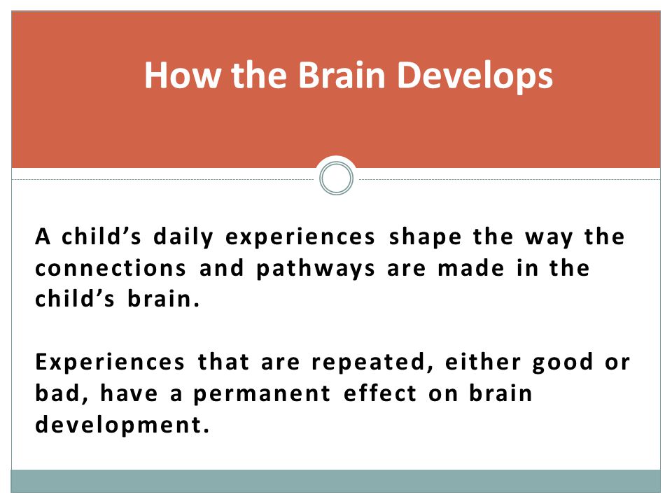 How the Brain Develops A child’s daily experiences shape the way the connections and pathways are made in the child’s brain.