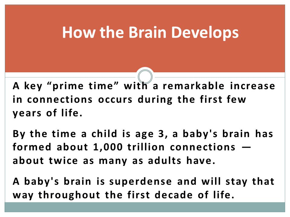 How the Brain Develops A key prime time with a remarkable increase in connections occurs during the first few years of life.