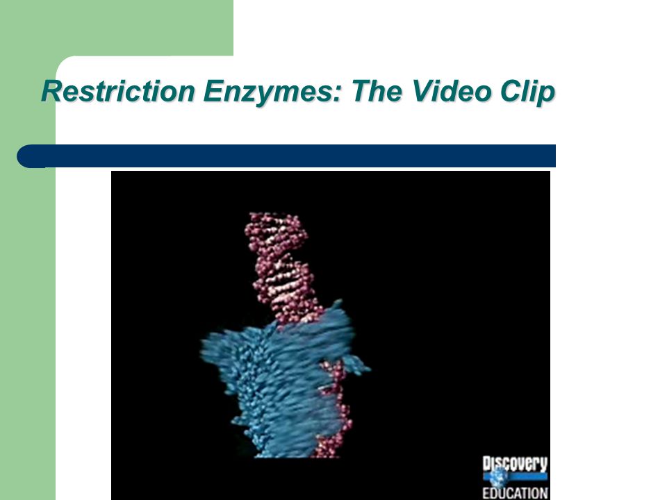 Restriction Enzymes: The Video Clip
