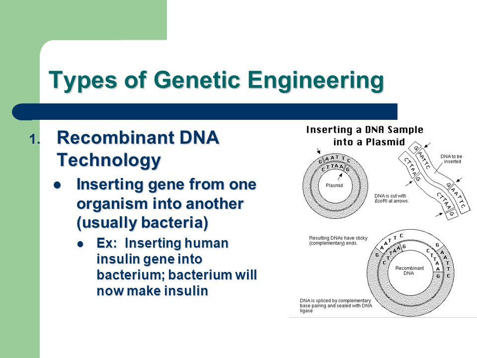 Types of Genetic Engineering 1.