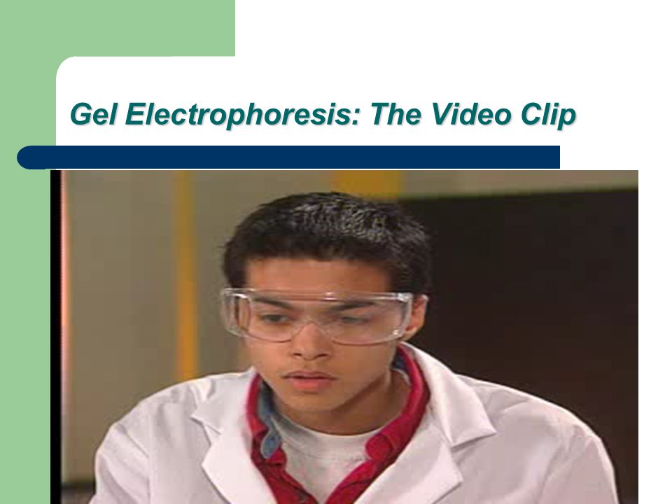 Gel Electrophoresis: The Video Clip