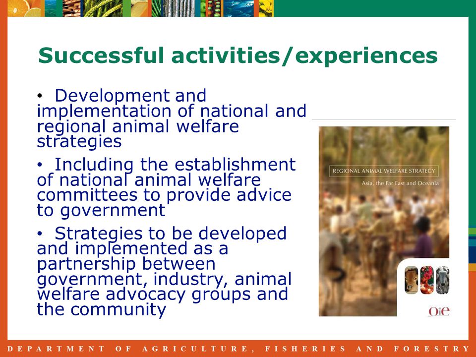 Successful activities/experiences Development and implementation of national and regional animal welfare strategies Including the establishment of national animal welfare committees to provide advice to government Strategies to be developed and implemented as a partnership between government, industry, animal welfare advocacy groups and the community