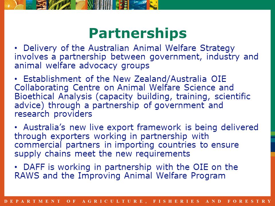 Partnerships Delivery of the Australian Animal Welfare Strategy involves a partnership between government, industry and animal welfare advocacy groups Establishment of the New Zealand/Australia OIE Collaborating Centre on Animal Welfare Science and Bioethical Analysis (capacity building, training, scientific advice) through a partnership of government and research providers Australia’s new live export framework is being delivered through exporters working in partnership with commercial partners in importing countries to ensure supply chains meet the new requirements DAFF is working in partnership with the OIE on the RAWS and the Improving Animal Welfare Program