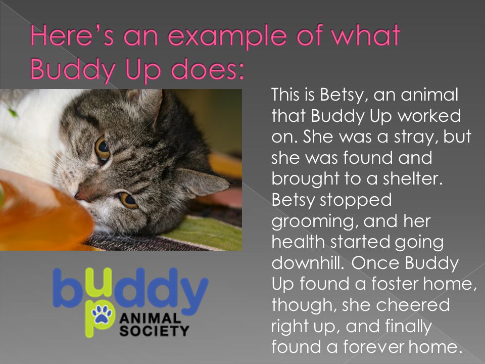 Buddy Up, the organization we’re working with, is different than shelters; they take animals that have run out of options and search and search for homes for them.
