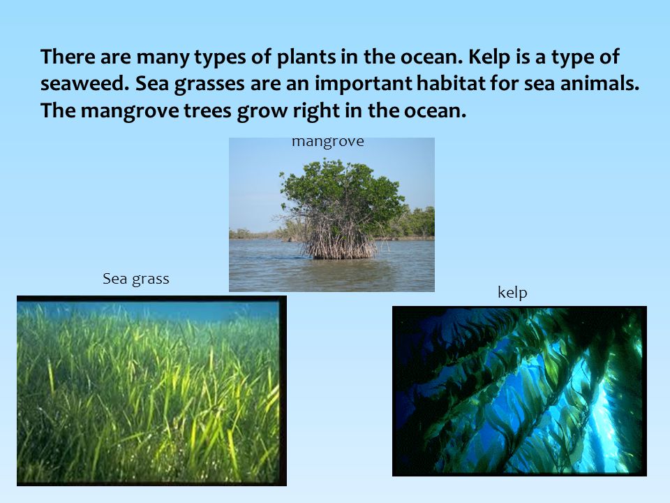 There are many types of plants in the ocean. Kelp is a type of seaweed.