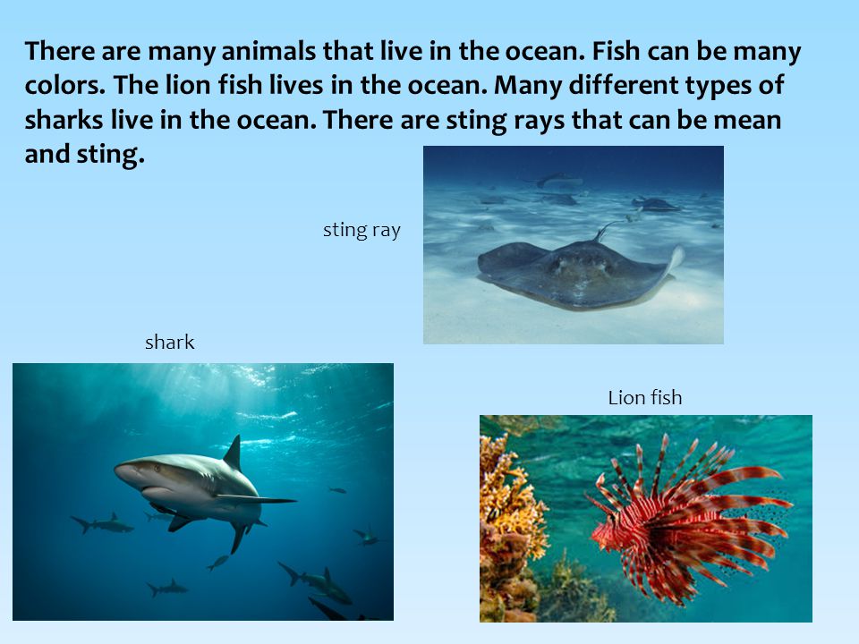 There are many animals that live in the ocean. Fish can be many colors.