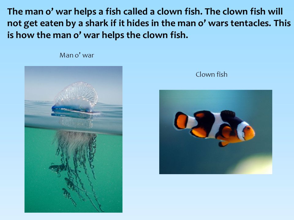 The man o’ war helps a fish called a clown fish.