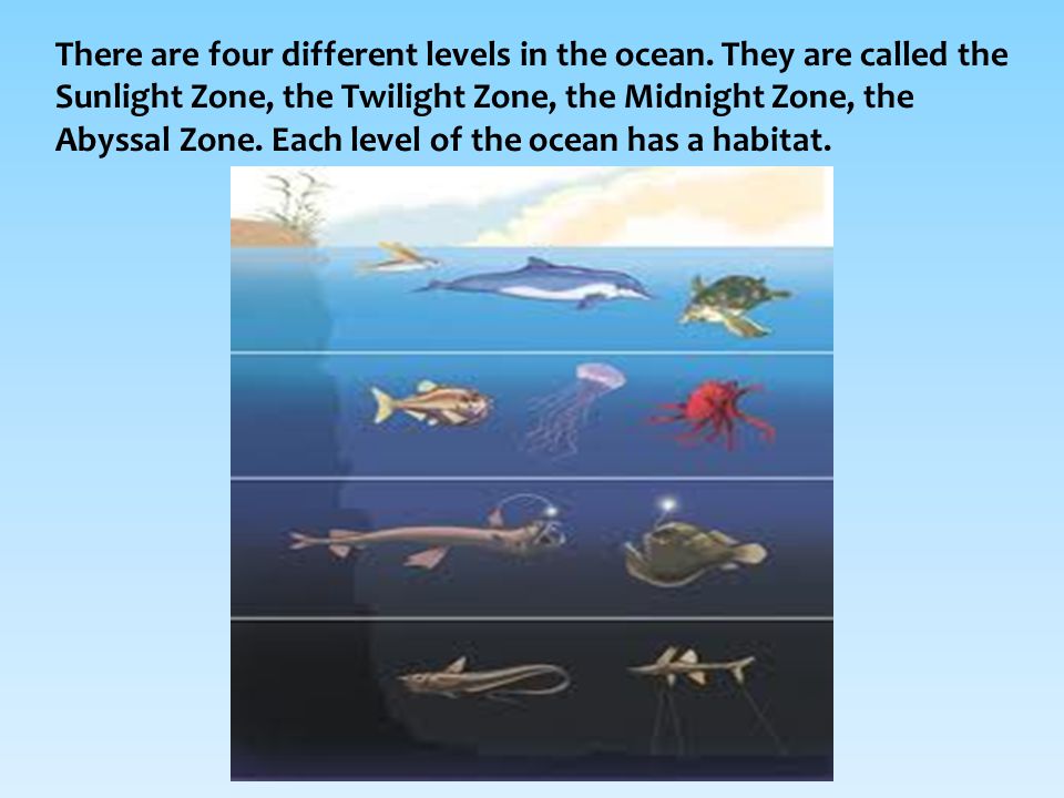 There are four different levels in the ocean.