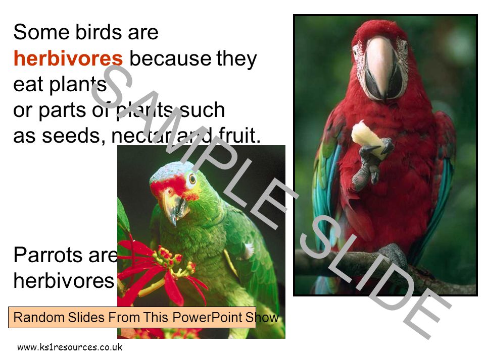 Some birds are herbivores because they eat plants or parts of plants such as seeds, nectar and fruit.
