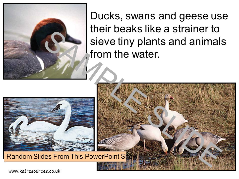 Ducks, swans and geese use their beaks like a strainer to sieve tiny plants and animals from the water.