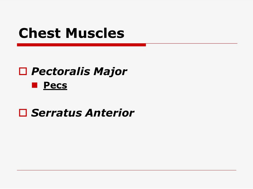 Chest Muscles  Pectoralis Major Pecs  Serratus Anterior