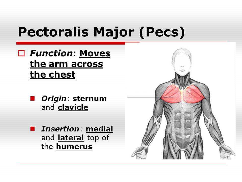 Pectoralis Major (Pecs)  Function: Moves the arm across the chest Origin: sternum and clavicle Insertion: medial and lateral top of the humerus
