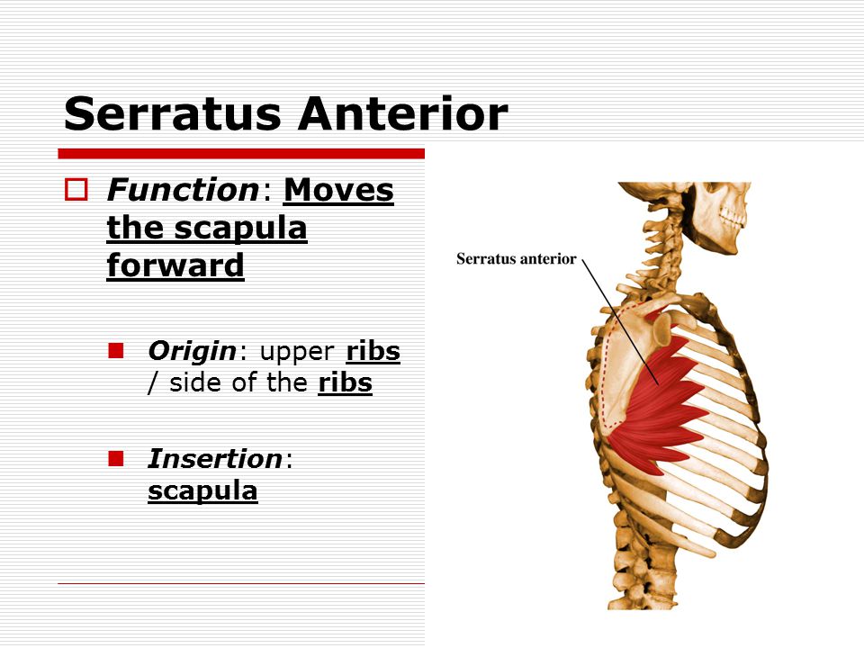Serratus Anterior  Function: Moves the scapula forward Origin: upper ribs / side of the ribs Insertion: scapula