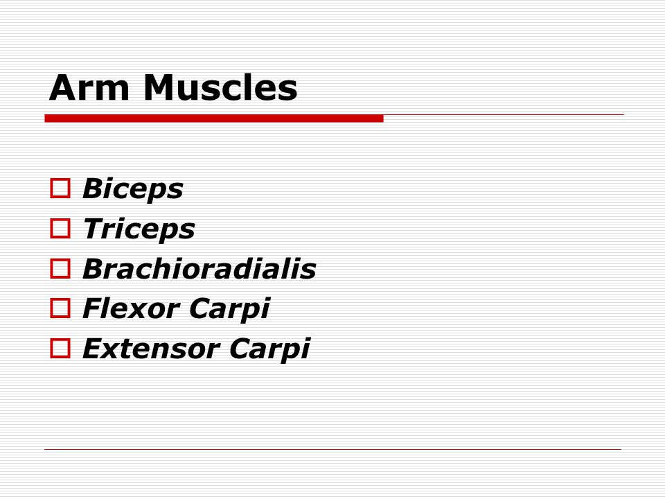 Arm Muscles  Biceps  Triceps  Brachioradialis  Flexor Carpi  Extensor Carpi