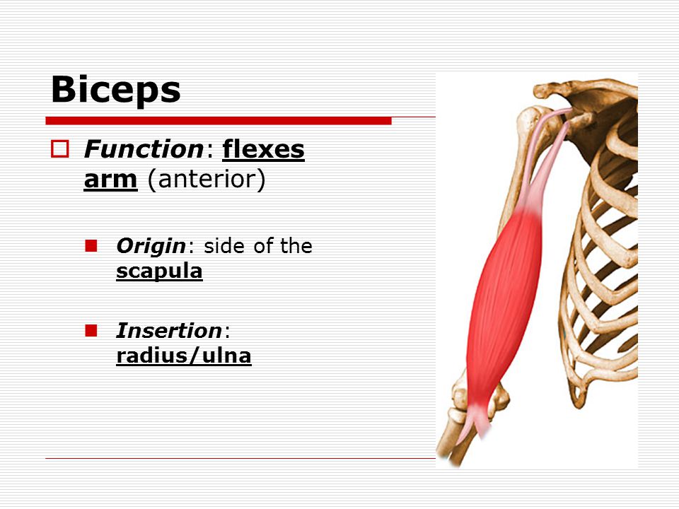 Biceps  Function: flexes arm (anterior) Origin: side of the scapula Insertion: radius/ulna