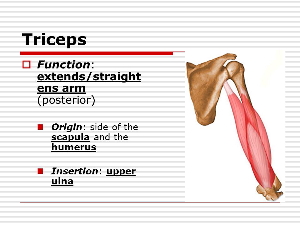 Triceps  Function: extends/straight ens arm (posterior) Origin: side of the scapula and the humerus Insertion: upper ulna