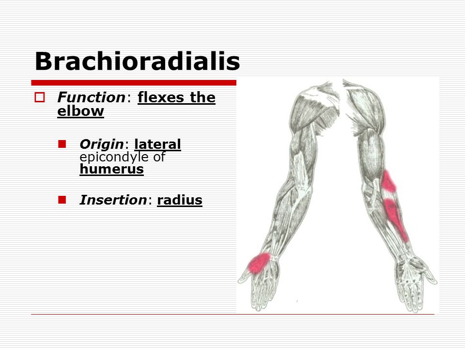 Brachioradialis  Function: flexes the elbow Origin: lateral epicondyle of humerus Insertion: radius