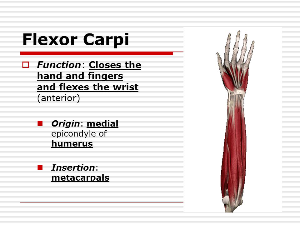 Flexor Carpi  Function: Closes the hand and fingers and flexes the wrist (anterior) Origin: medial epicondyle of humerus Insertion: metacarpals