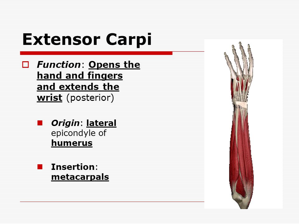 Extensor Carpi  Function: Opens the hand and fingers and extends the wrist (posterior) Origin: lateral epicondyle of humerus Insertion: metacarpals